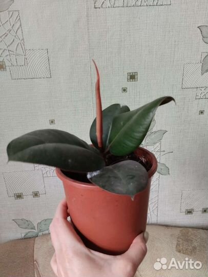 Фикус каучуконосный Эластика