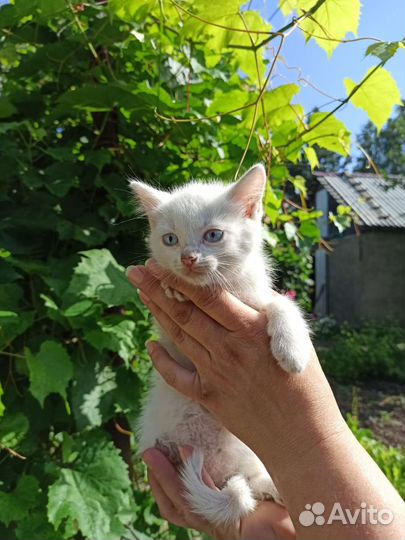 Белоснежные милашки в дар