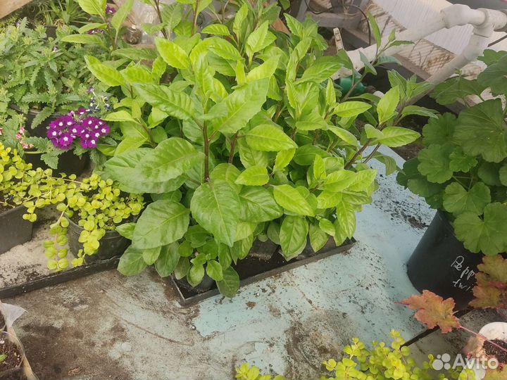 Джинура прокумбенс