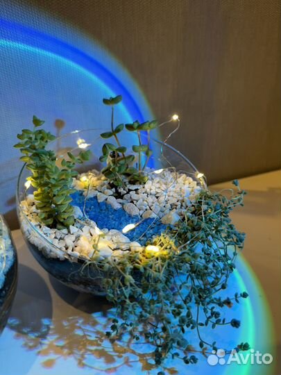Флорариум суккуленты