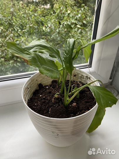 Комнатные цветы с горшком