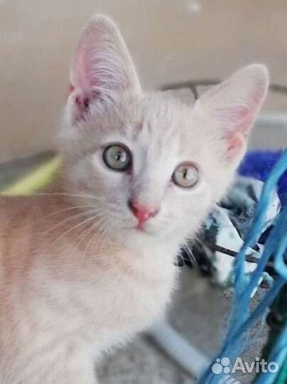 Котенок мальчик в добрые руки