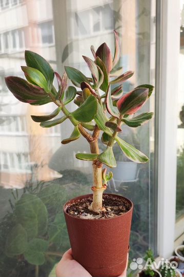 Коллекция суккулентов-адромискус, гуэрния,крассула