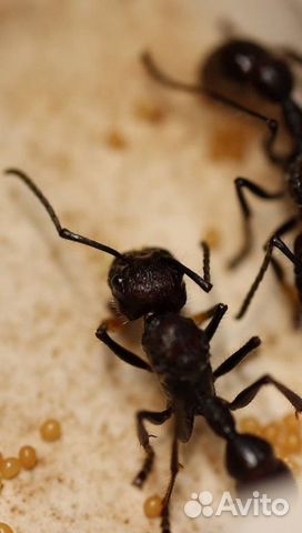 Экзотические муравьи объявление продам