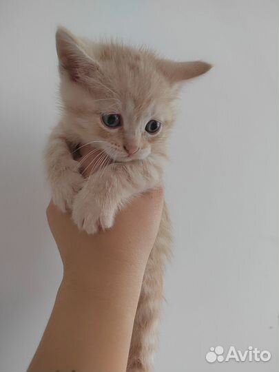Котята экзоты