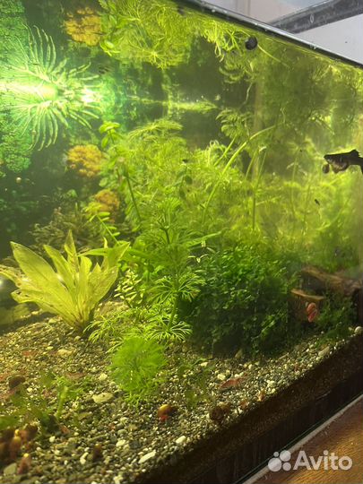 Растения для аквариума