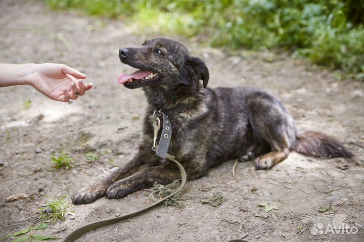 Хорошая собака Клёпа в добрые руки