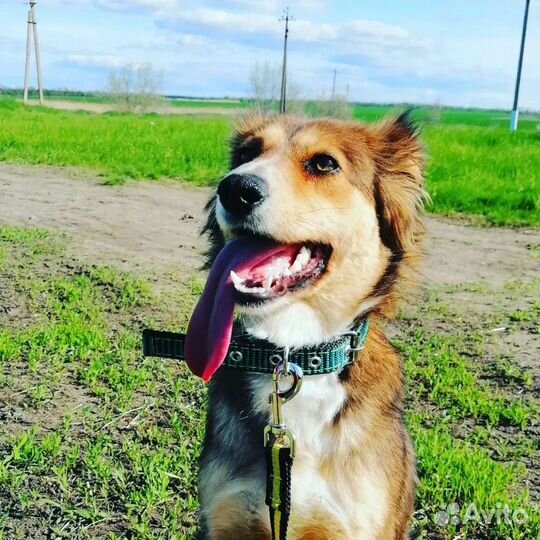 Собака Каштанка