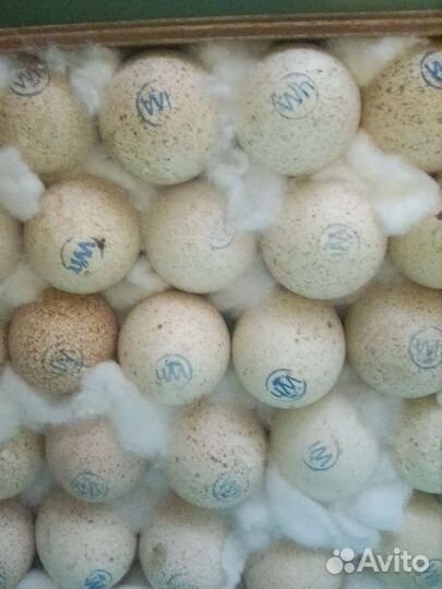 Индюки индюшата