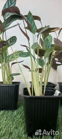 Продается калатея