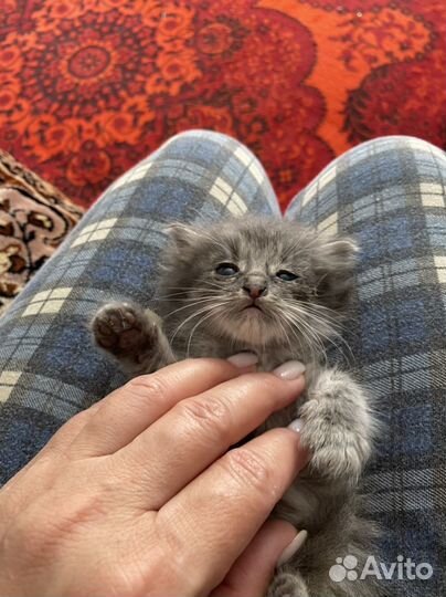 Котята в добрые руки даром