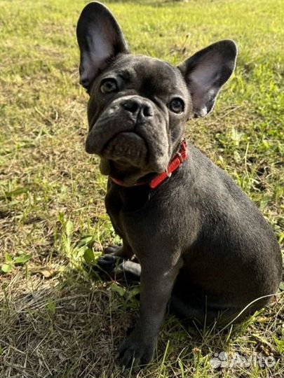 Французский бульдог щенок голубой изабелла