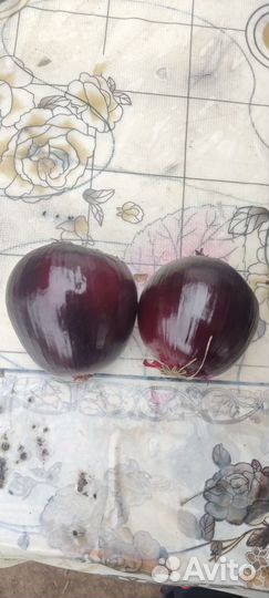 Лук фиолетовый Чёрный принц