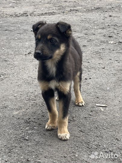 Собака в добрые руки отдам бесплатно