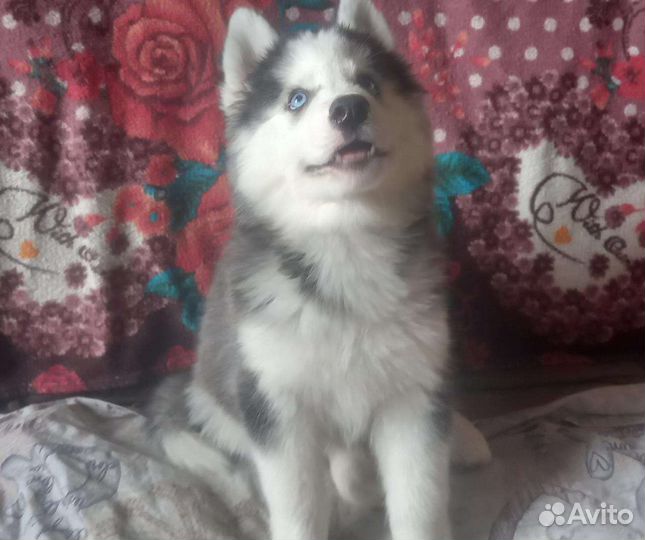 Щенки сибирской хаски