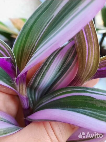 Традесканция нанук (настоящая,не альба)