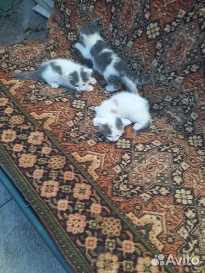 Котята