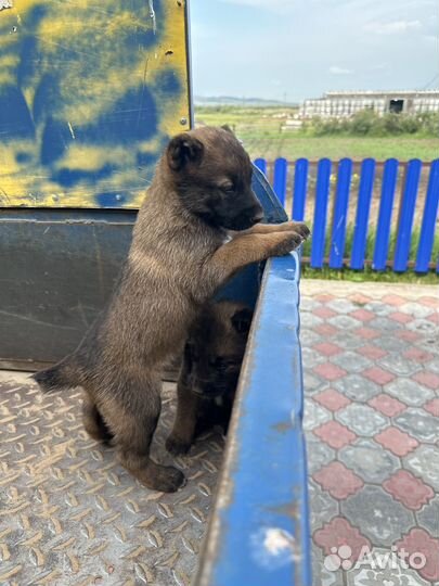 Щенки сао алабай