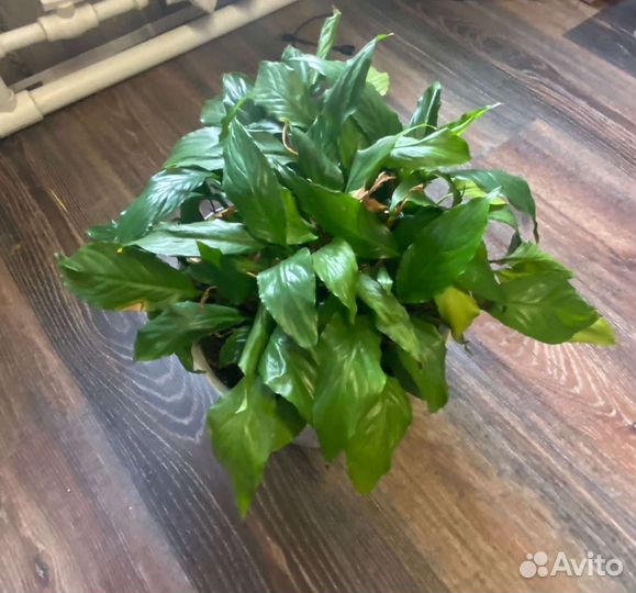 Комнатные цветы