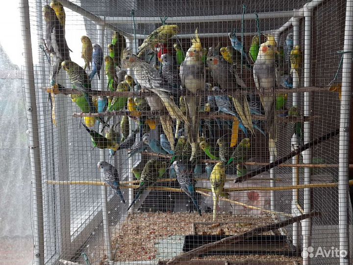 Волнистые попугаи