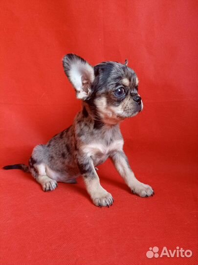 Эксклюзивный мальчик чихуахуа