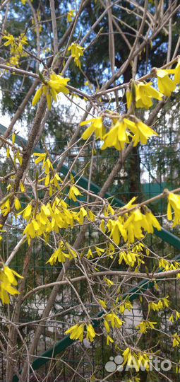 Форзиция саженцы