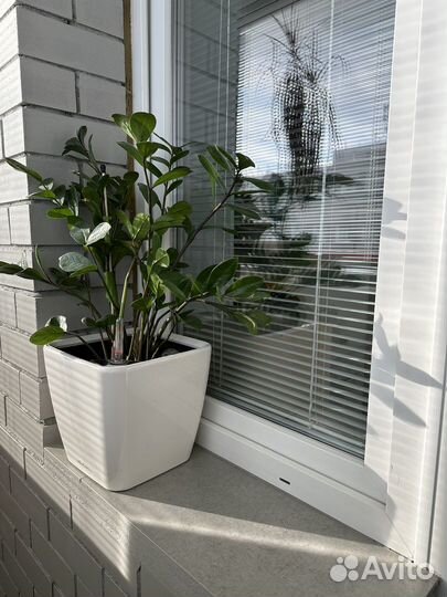 Кашпо lechuza Ouadro с автополивом + замиокулькас