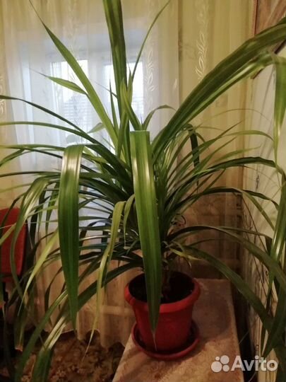 Цветок продаю