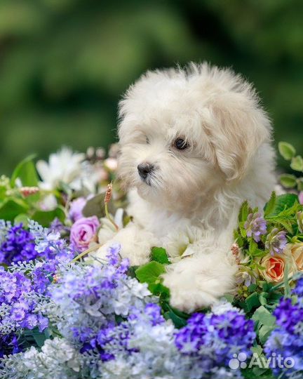 Щенки мальтипу