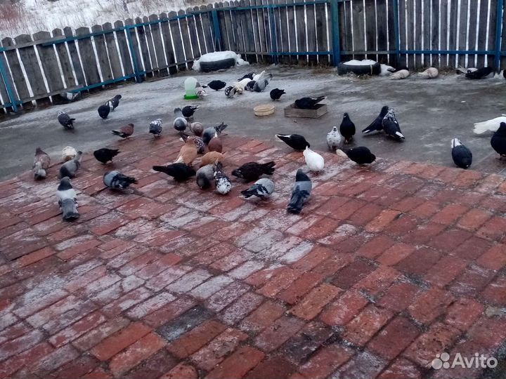 Николаевские голуби