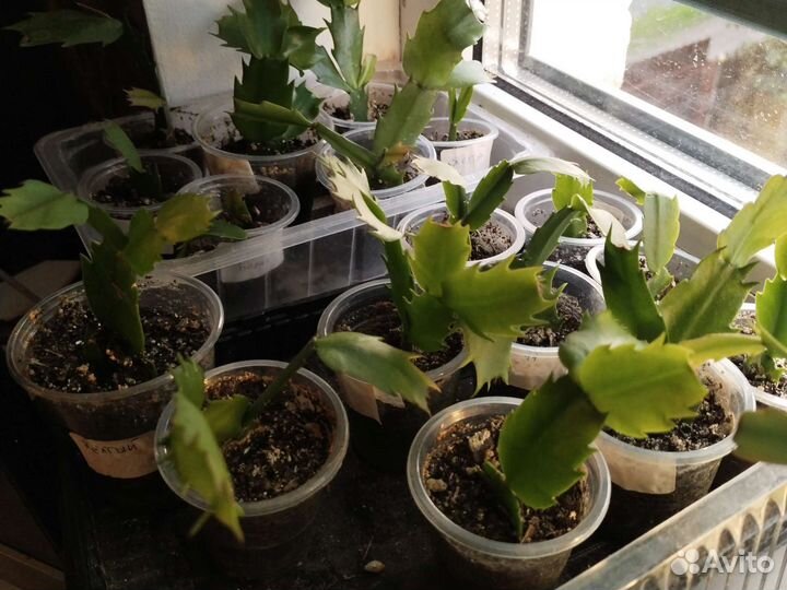 Декабристы шлюмбергера