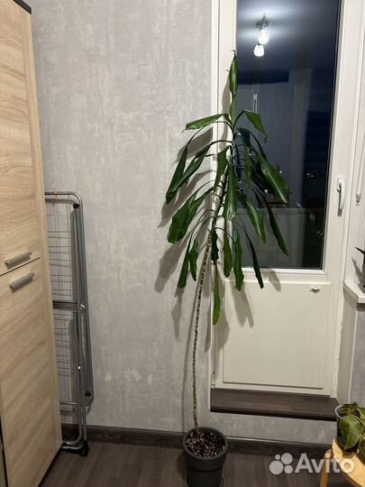 Пальма драцена