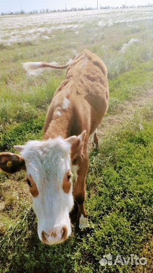 Телёнок бычок 11месяцев