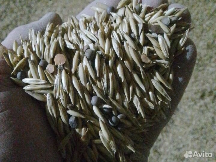 Пшеница,ячмень, овес, кукуруза, мясокостная мука