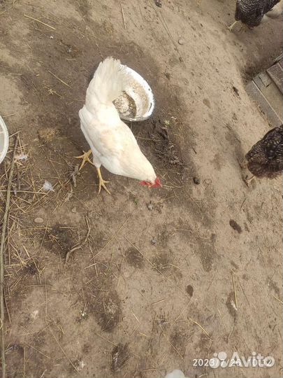 Куры несушки