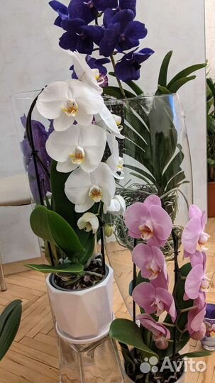 Орхидея Каскадная королевская