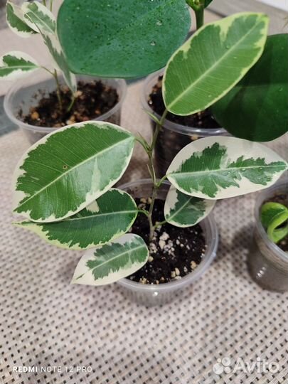 Сортовые фикусы