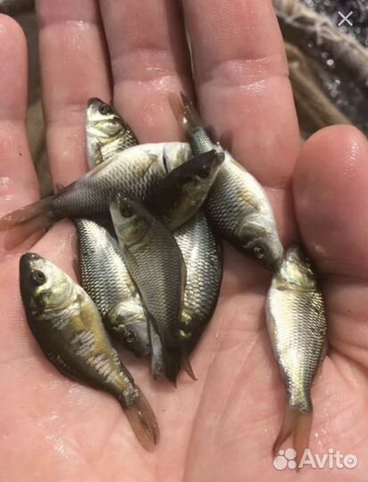 Малек карпа 5-15гр