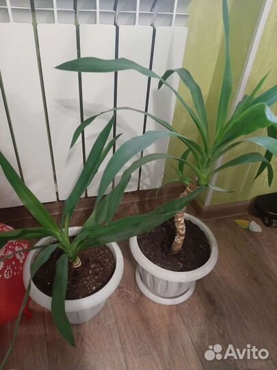 Пальма юкка