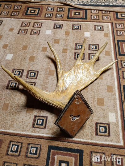 Оленьи рога