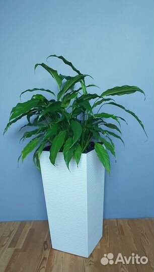 Аглаонема фикусы лилии в высоком кашпо Растения