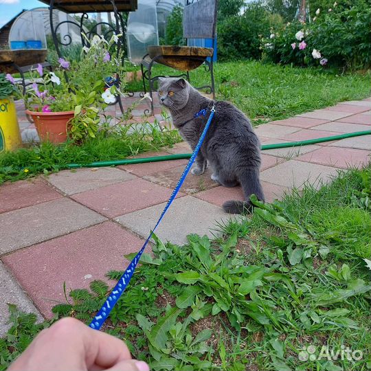 Шлейка для кошки