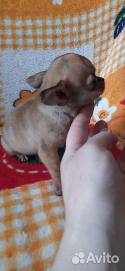 Щенки чихуахуа