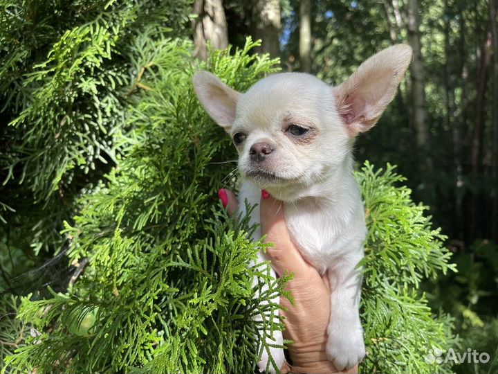 Щенки Чихуахуа девочки Документы РКФ