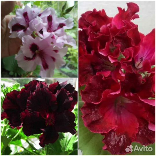 Пеларгония (герань) Королевская Сортовые зональные
