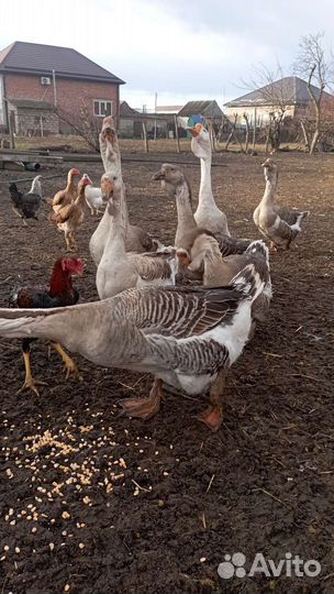 Холмогорские гуси и яйца