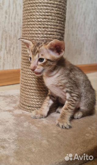 Ориентальные котята