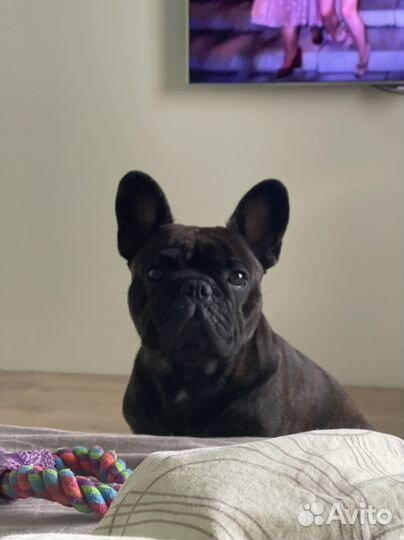 Французский бульдог (вязка)