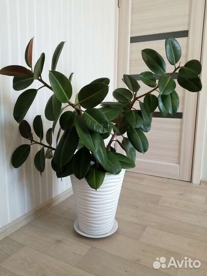 Фикус каучуконосный