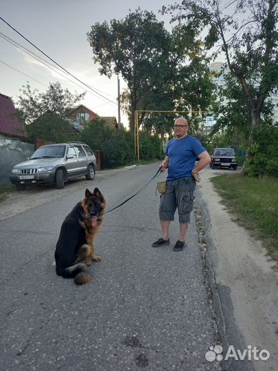 Дрессировка и воспитание собак